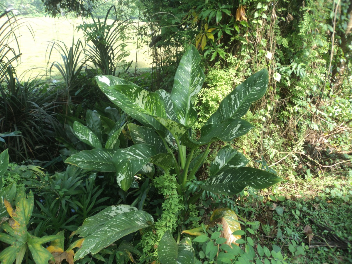 Dieffenbachia seguine (Jacq.) Schott